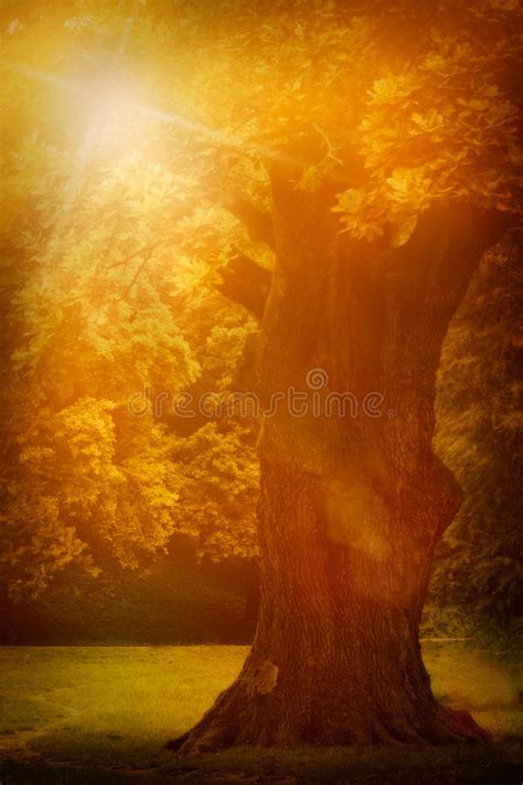 Old Oak Tree Stock Image Image Of Light Lush October 29690583