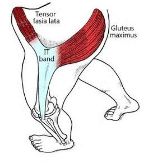 Bildergebnis Für Tfl Muscle Hip Anatomy Yoga Anatomy Muscle Anatomy