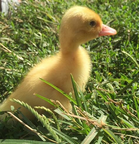 Hope, this article on how often do parakeets lay eggs was interesting to you. how often do ducks lay egg? | Page 5 | BackYard Chickens ...