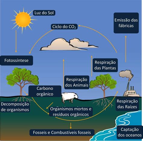 Biologia De Gaia Ciclos Biogeoquímicos Ciclo Do Carbono