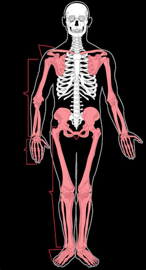 Axial and appendicular | zoology. Anatomy Of Appendicular Skeleton Bones | MedicineBTG.com