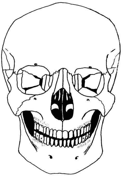 Human Skull Profile Clipart Best