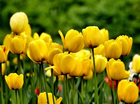무료 이미지 들 꽃잎 튤립 노랑 정원 플로라 매크로 사진 꽃 피는 식물 여름 꽃 세련된 식물 줄기 육상