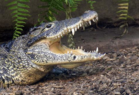 Calphotos Crocodylus Rhombifer Cuban Crocodile