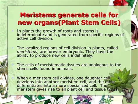 Plant Tissues And Organs