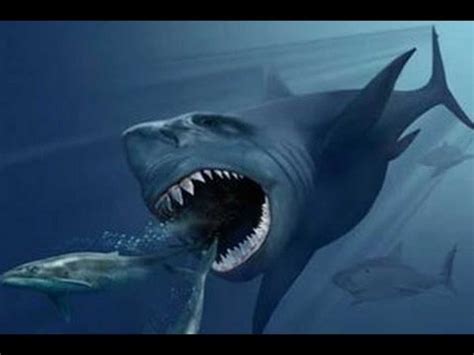 Black Demon Of The Sea Black Shark Documentary Movies