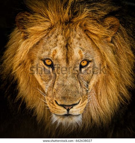 Closeup Portrait Male African Lion Stock Photo Edit Now 662638027