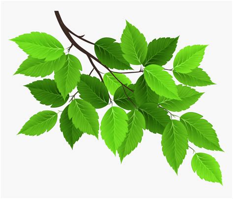 Branch With Green Leaves Png Branch With Leaves Png Transparent Png