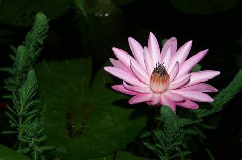 Top 10 Most Beautiful Night Blooming Flowers