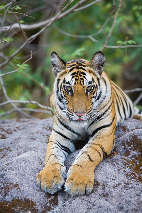 India Bandhavgarh National Park Tiger Cub Lying On Rock Photograph By