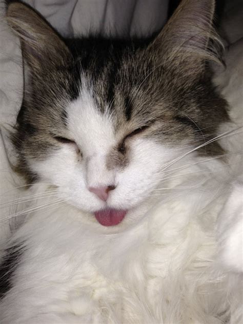 My Sleeping Derpy Cat Any Guesses On Breed I Have No Idea Cats