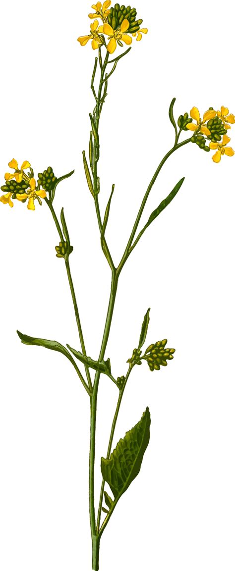 Related Image Mustard Plant Mustard Flowers Plant Illustration