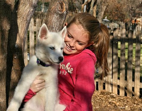 Pin By Taysia Blue Siberian Husky Res On Alumni Dogs Husky Dogs