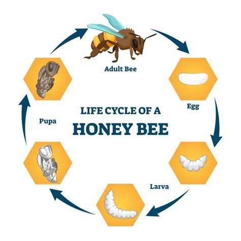 The Honey Bee Life Cycle Learn About Each Incredible Stage Minneopa Orchards