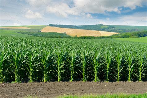 Corn Field In The Picturesque Hills High Quality Nature Stock Photos