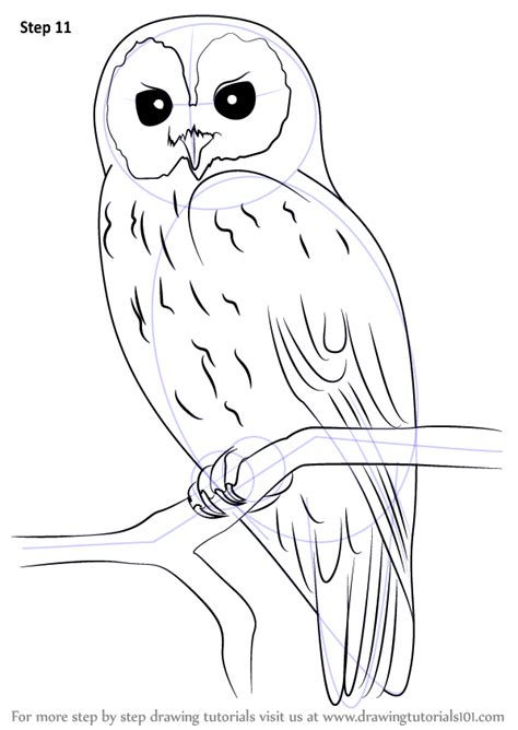 Learn How To Draw A Tawny Owl Owls Step By Step Drawing Tutorials