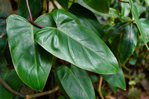 How To Grow And Care For Philodendron Gardeners Path