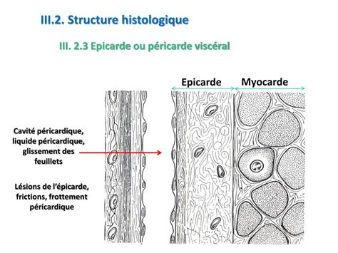 Ppt Histologie De Lappareil Cardio Vasculaire Powerpoint