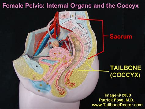The internal organs are brain, lungs, heart, liver, stomach, small intestine, large intestine, bladder and kidneys. Female Pelvis, Tailbone, Coccyx | This is a cross section sh… | Flickr