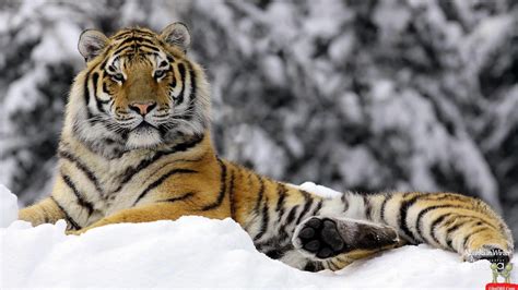 Siberian Tiger Wallpaper 61 Images