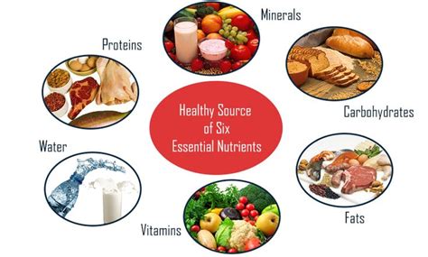 6 Essential Nutrients And Their Functions Nutrition Healthy Nutrient