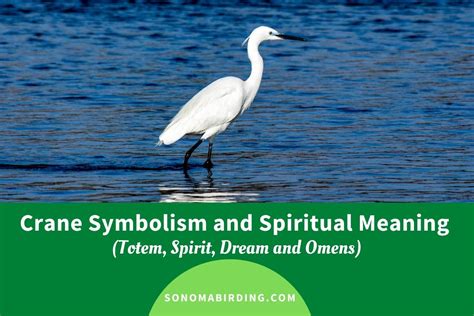 Crane Symbolism And Meaning Totem Spirit And Omens Sonoma Birding