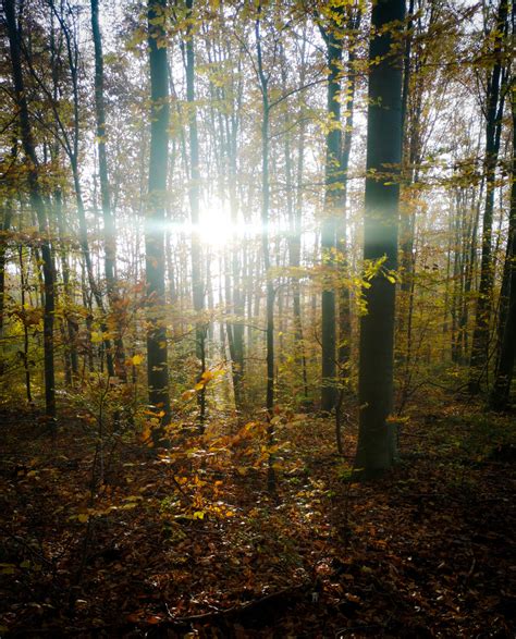Sonnenschein Im Wald Foto And Bild Landschaft Wald Natur Bilder