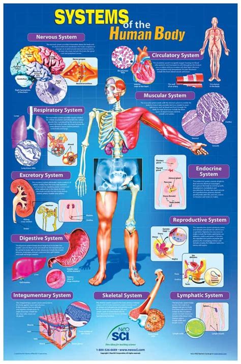 Skeletal Systems Major Organ