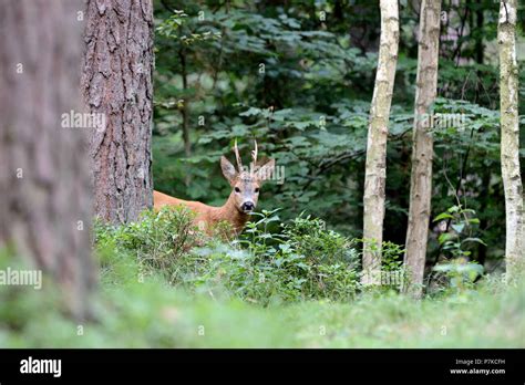 Deer In The Forest Stock Photo Alamy