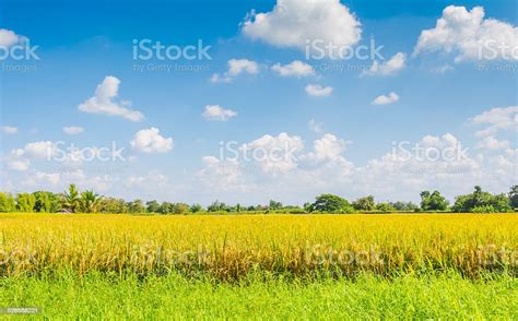 Golden Rice Field Stock Photo Download Image Now Agricultural Field