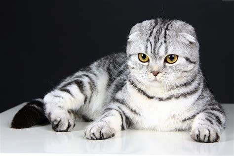 Scottish Fold Cat Personality And Behavior Pettime