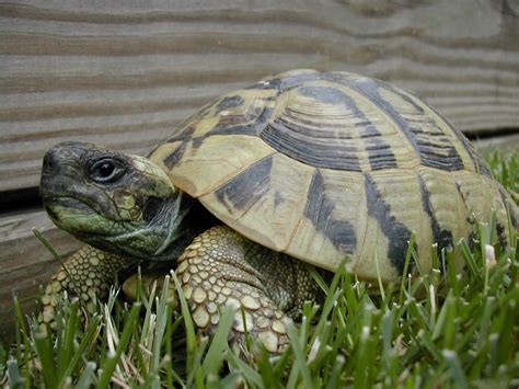 Hermans Tortoise For Sale At Appleton Exotics