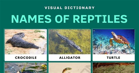 Top 135+ Reptiles animals meaning - Merkantilaklubben.org