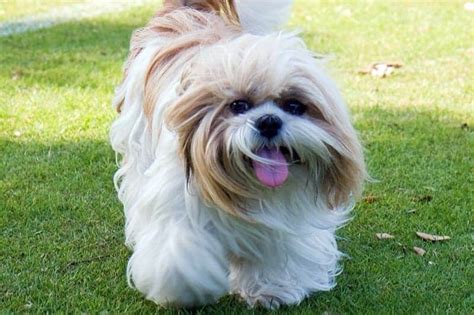 Shih Tzu Hair Care Tips On Maintain Your Dogs Coat