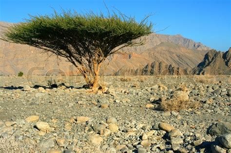 Single Tree In Omans Desert Stock Image Colourbox