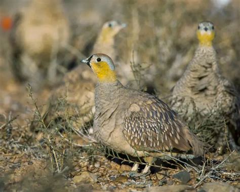 Crowned Sandgrouse Facts Diet Habitat And Pictures On Animaliabio