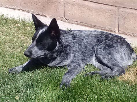 Stud Dog Beautiful Strong Full Blooded Blue Heeler