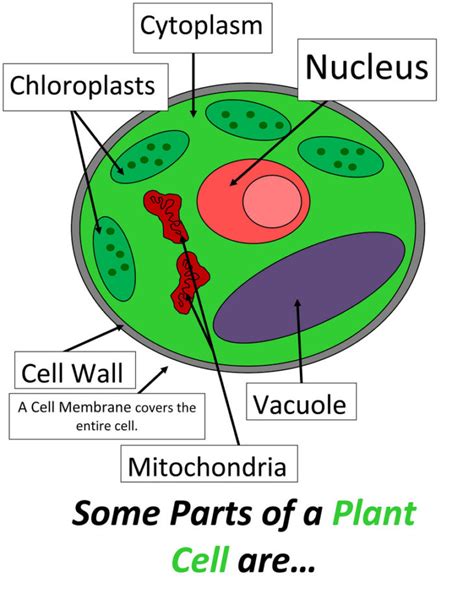 Plant Cell Diagrams For Kids 101 Diagrams Gambaran