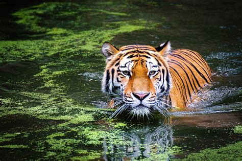Katarniaghat Wildlife Sanctuary The Tiger Lands Of Uttar Pradesh 2020