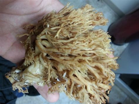 Coral Mushroom Identification Mushroom Hunting And Identification