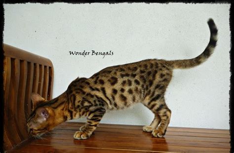 Kucing bengal diketahui sebagai kucing yang berasal dari amerika. WONDERPET PLANET: adakah anda berminat utk memiliki bengals...