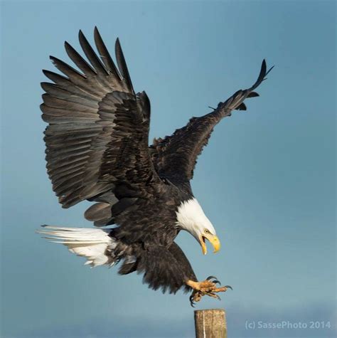 Determined Landing Bald Eagle By Sasse Photography Beauty Grace