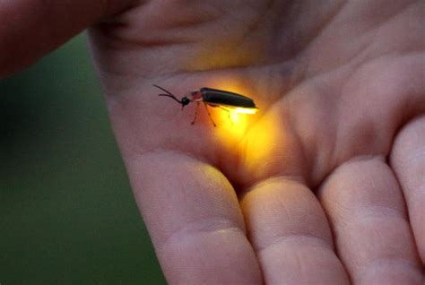 How The Chemistry Behind A Fireflys Glow Could Lead To Innovations In
