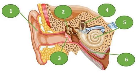 2 Dibawah Ini Adalah Gambar Anatomi Telinga Manusia Rumah Siput