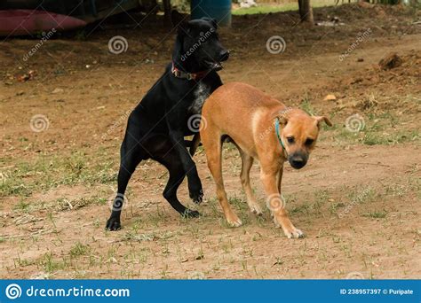 Two Dogs Biting Each Other Until The Dust Clouded Stock Image Image