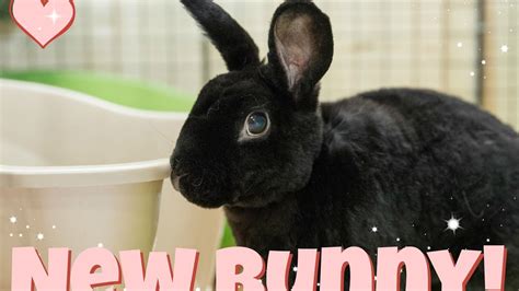 New Bunny Youtube