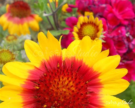 Find & download the most popular floral wallpaper photos on freepik free for commercial use high quality images over 8 million stock photos. 46+ Bright Bold Floral Wallpaper on WallpaperSafari