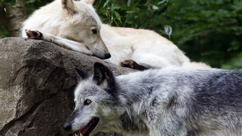 Wolves At The Wolf Conservation Center
