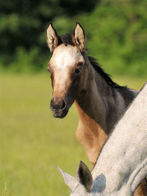 Unser hübsches buckskin fohlen, mutter qh vater palomino p.r.e. Sweet buckskin #Akhal-Teke filly | Teke, Akhal teke, Horses