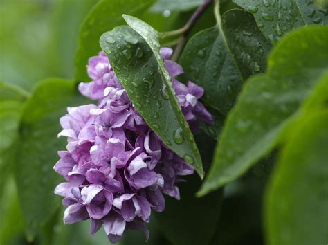 Maybe you would like to learn more about one of these? Purple Flowering Trees In Alabama - The Princess Tree Has ...